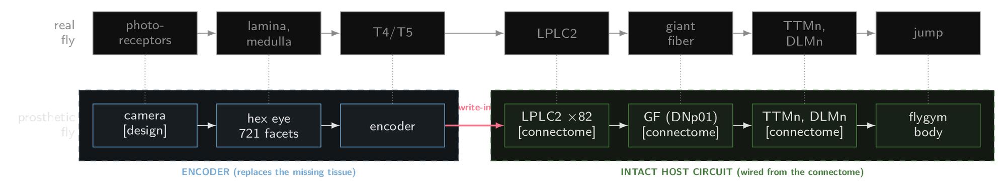 Top: the fly's own escape pathway. Bottom: ours. The camera, hex eye and encoder replace photoreceptors through T4/T5 and write into LPLC2; from LPLC2 on, every connection comes from the connectome.